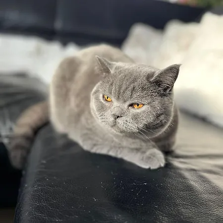 דירה U Prochazku *