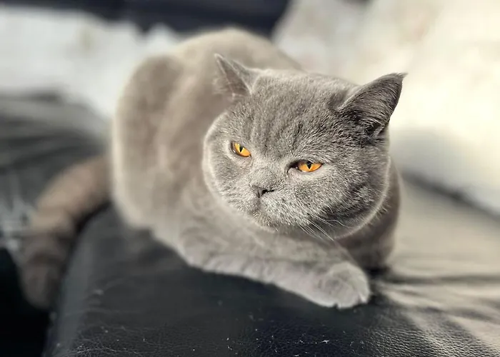 Διαμέρισμα U Prochazku *